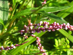 Image result for Persicaria decipiens