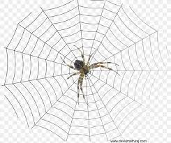 Spider Web The Bible: The Old And New Testaments: King James Version  Drawing, Png, 1873X1570Px, Spider,