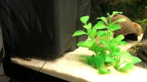 Convivenza Betta Splendens Con Guppy Youtube