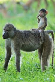 Image result for MONKEYS