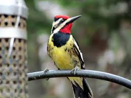 Black Bird With Yellow Belly Ohio Yellow Belly Sap Sucker Animals Bird Watching Wildlife