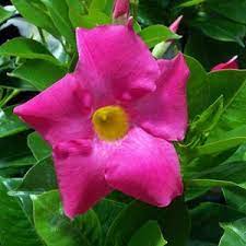 Dipladenia Rio Pink Buy Mandevilla Annuals Online Pink Plants Pink Flowers