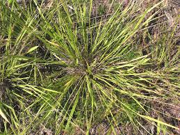 Image result for Dichapetalum deflexum