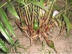 Image result for Aframomum alboviolaceum