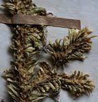 Image result for Lycopodiella caroliniana