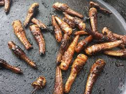 Heuschrecken Vom Grill Geroestet Rezepte Grillen Heuschrecke