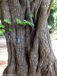 Image result for Libidibia coriaria