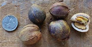Image result for are hickory nuts poisonous to humans
