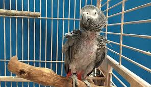 Birds Get Really Stressed When They Re Kept In Cages Animal Companions Pet Birds Unusual Animals