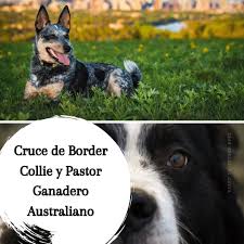 We did not find results for: Cruce De Border Collie Y Pastor Ganadero Australiano