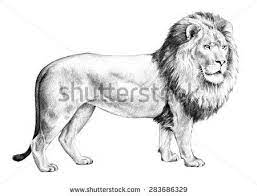 male lion with big shaggy mane illustration hand drawn pencil sketch in black isolated on white background nature cli lion sketch male lion lion illustration