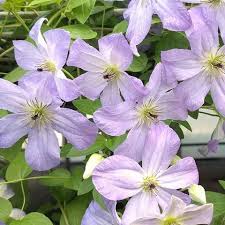 Clematis vancouver fragrant star zone 4. Photo Of The Bloom Of Clematis Vancouver Sea Breeze Posted By Calif Sue Garden Org