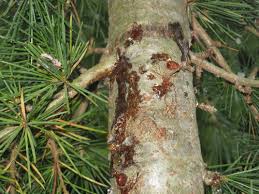 All trees produce a sticky sap underneath their bark. Sap Oozing On Deodar Cedar