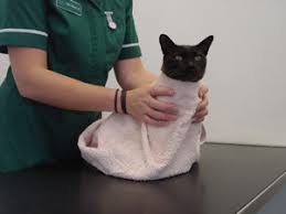 Your finicky feline will be grateful. How To Give Your Cat A Tablet International Cat Care