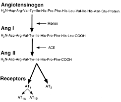 Check spelling or type a new query. The Angiotensin Ii Type 1 Receptor And Receptor Associated Proteins Cell Research