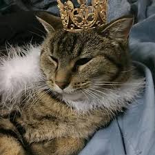 Metal Cat Crown Cat King or Queen Crown for Cat Crown - Etsy Israel