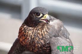 The birds of prey are trained to a high level and only receive food from their handler and will not attack other birds or animals. Bird Control London Falconry For Pest Pigeons Seagulls