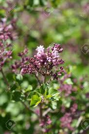 These are the various types of garden flowers with names and pictures that begin with the letter l. Lilac Palibin Flowers Latin Name Syringa Meyeri Palibin Stock Photo Picture And Royalty Free Image Image 137370110