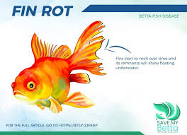 The fish died after a couple days. A Helpful Guide To Betta Fin Rot Treatment Savemybetta