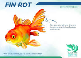 Betta fish are often chosen by potential fish keepers who are looking for a beautiful and sturdy fish. A Helpful Guide To Betta Fin Rot Treatment Savemybetta