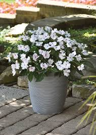 Image result for Impatiens shirensis