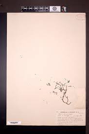 Image result for Talinum crispatulum