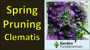 Cut back dead wood, and reduce what's left to fit the available space, remembering that it's the new pruning clematis needn't be a headache. Pruning Clematis In Spring For Maximum Flowers Youtube
