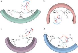 Proteases are enzymes that break the peptide bonds of proteins; Serine Protease Enzyme Catalysis Learn Science At Scitable