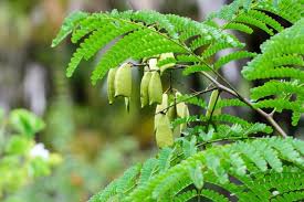 Helaian= lamina ujung daun = apex folli pangkal daun= basis folli tepi daun =morgo folli daging daun =intervenium. Sering Dijadikan Wedang Jangan Lewatkan 4 Manfaat Hebat Kayu Secang Kegunaan Efek Samping Interaksi Hello Sehat