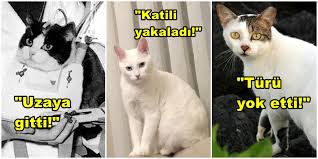 Sebep Oldugu Guzellikleri Duyunca Hayran Kalacaginiz Dunya Tarihine Patileyerek Yon Vermis Inanilmaz Kediler Onedio Com