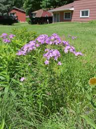 Image result for Psydrax locuples