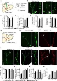 Each team is asked to have a representative walking around the quad at all times during the event. The Role Of Calretinin Expressing Granule Cells In Olfactory Bulb Functions And Odor Behavior Scientific Reports