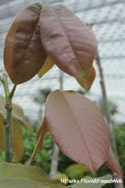 Image result for Cynanchum ellipticum