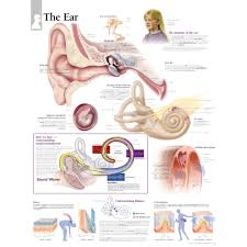 Scientific Publishing Ear Nose And Throat Chart