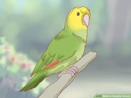 3 Ways To Identify Parrots Wikihow