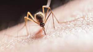 Het westnijlvirus is een flavivirus dat de westnijlziekte veroorzaakt. Door Westnijlvirus Moeten We Waakzaam Zijn Voor Muggen Besmettingen In Nederland Zijn Topje Van De Ijsberg Eenvandaag