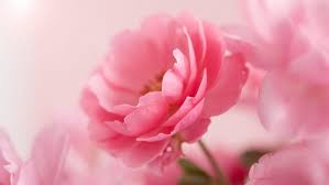 Banyak orang di indonesia yang membudidayakan bunga dahlia. Halaman Download 23 Jenis Bunga Terindah Di Dunia Yang Mampu Membuatmu Jatuh