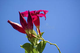 Mandevilla are vining tropical plants that boast phenomenal flowers. 832 Mandevilla Photos Free Royalty Free Stock Photos From Dreamstime