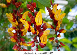 Image result for Thunbergia mysorensis