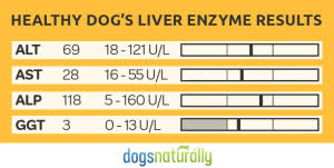 We did not find results for: Puppy Up Foundation What That Liver Enzyme Test Is Telling You