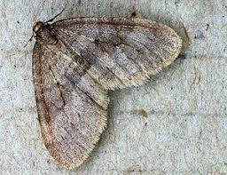 Image result for Operophtera fagata