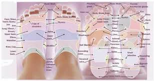 free foot reflexology charts 35 free printables word pdf