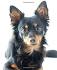 Russian Toy Puppies For Sale - AKC PuppyFinder