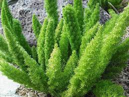 Plantidote Of The Day 2011 11 04 Corrente Foxtail Fern Plants Outdoor Plants
