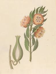 Image result for Hyperacanthus