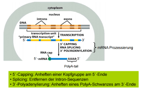 Apr 30, 2021 · prozessierung (eine modifikation der mrna) und translation (übersetzung der basensequenz der mrna in eine aminosäuresequenz, das nach weiterer modifikation das fertige protein ergibt). Rna Prozessierung Und Transport Flashcards Quizlet