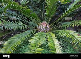 Image result for Encephalartos gratus