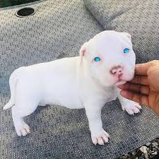 Blue eyes seen in many white pitbull puppies isnt just held to their breed or a certain color. White Pitbull Blue Eyes Dog Picture Novocom Top