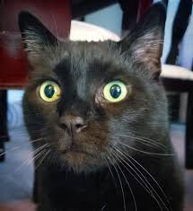 I Hear It S Black Cat Appreciation Day I M Throwing The Party You In Dailyrhodey Blackcatappreciationda Black Cat Appreciation Day Cats Black Cat