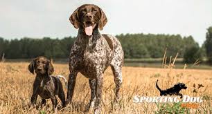 We did not find results for: Pros And Cons Of Spaying Or Neutering Your Hunting Dog Sporting Dog Pro